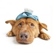Dr. Mollie Lawee Housecall Veterinarian